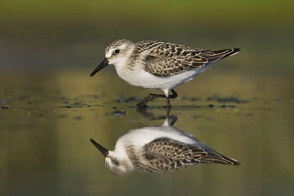 Semipalmated Sandpiper - Juvenile in August. Jamaica Bay - NY - Aug - USA