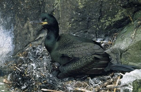 Shag - at nest with chick - UK