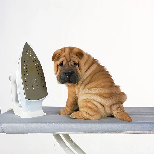 Shar Pei Dog - puppy with iron on ironing board