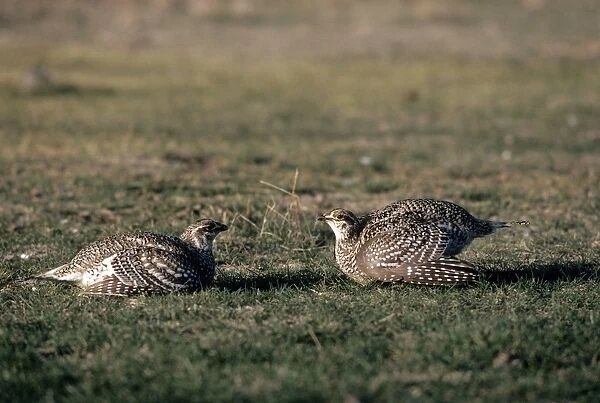 Sharp-tailed Grouse - two males facing across boundary