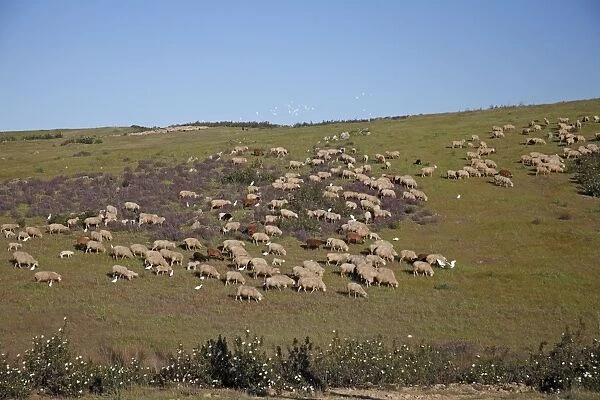Sheep - flock of Merino grazing on hill land, Herdade de Sao Marcos Great Bustard Reseve and NP, beside township Castro Verde, Alentejo, Portugal Castro Verde region in Portugal is a mineral rich area of rolling hills known as a pene plain