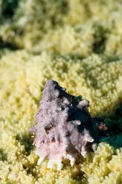 Top shell (Family Trochidae). Rib Reef, Great Barrier Reef Marine Park, Queensland, Australia