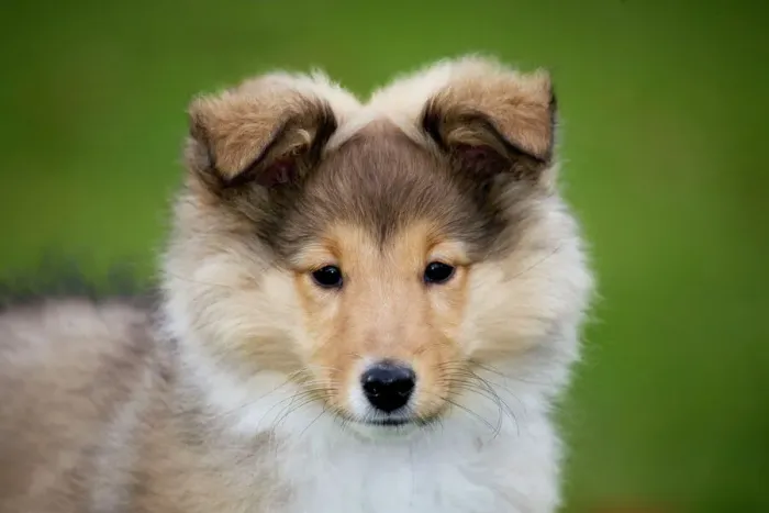 Framed Print : Sheltie Puppy Print Framed Print : Sheltie Puppy Print