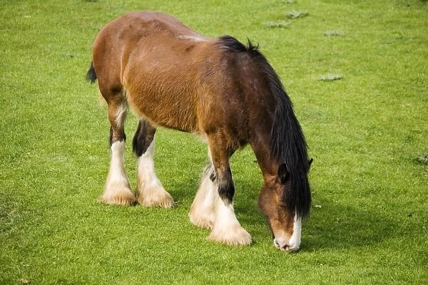 Shire horse - grazing. Rare Breed Trust Cotswold Farm Park Temple Guiting near Stow on the Wold UK Shire horses were the main source of power on British farms until the 1940s when they were gradually replaced by tractors