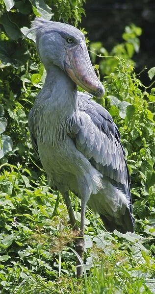 Shoebill - inhabits papyrus swamps, East and Southern Africa