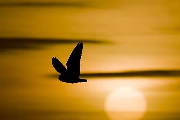 Short-Eared Owl Fliying at sunset with sun in view. Cleveland, UK