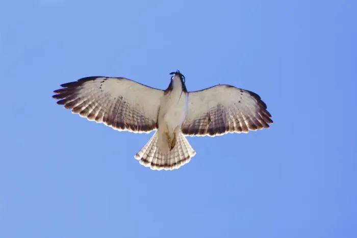 Framed Print : Short-tailed Hawk in Flight with Lizard Prey Print Framed Print : Short-tailed Hawk in Flight with Lizard Prey Print