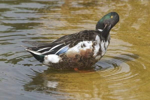Shoveler preening. - Male. Part of the waterfowl collection, at Het Zwin Nature Reserve, near Knokke, Belgium