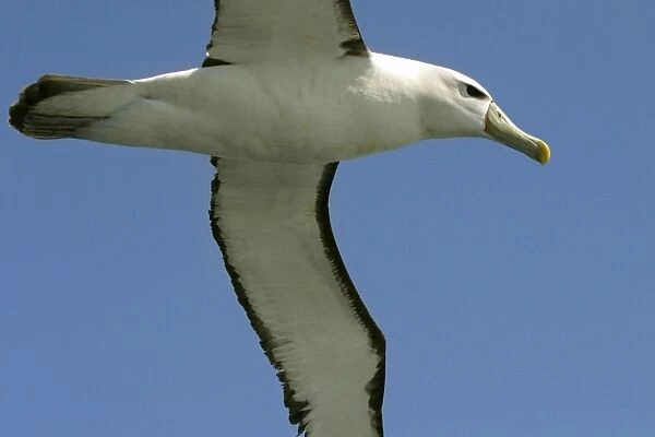 Shy  /  White-capped Albatross Off Eaglehawk Neck, eastern Tasmania, Australia