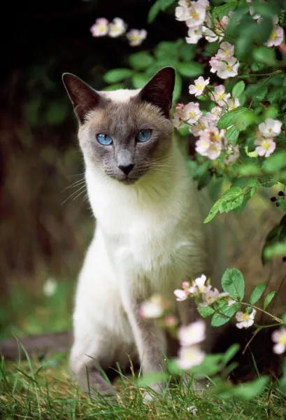 Siamese Blue Point Cat - sitting in garden