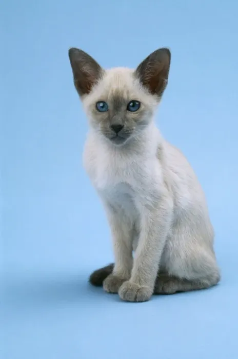 Framed Print : Siamese Cat Kitten 10 weeks Print Framed Print : Siamese Cat Kitten 10 weeks Print