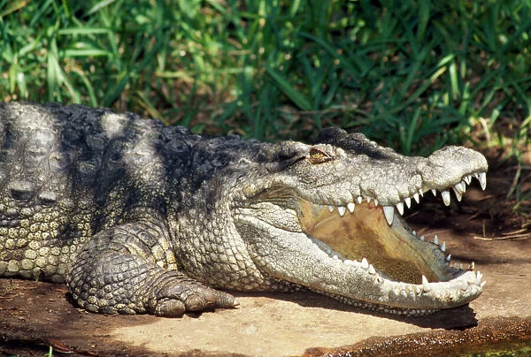 Siamese Crocodile - mouth open. Endangered. Malay Peninsula, Southeast Asia
