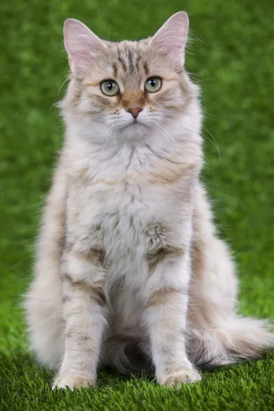 Siberian Cat - Black Tortoiseshell Mackerel tabby