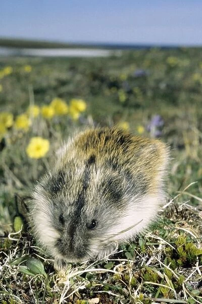 Siberian Lemming - adult on its guard while feeding on grasses in tundra; Polar Poppies flowering on background; typical in tundra of Taimyr peninsula, Kara sea shore, Northern Siberia, Russian Arctic. Summer, July. Di33. 3932