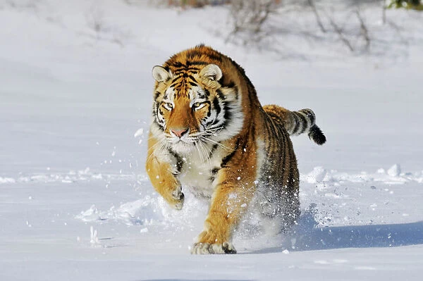 Siberian Tiger  /  Amur Tiger - in winter snow. C3A2288