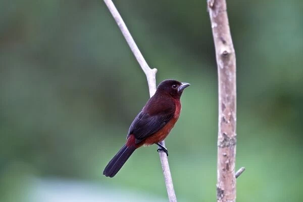 Silver-beaked Tanager - on branch - Asa Wright Centre - Trinidad