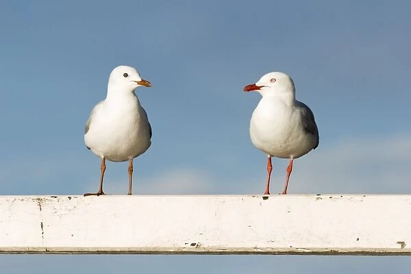 Silver Gull - Two birds perched on a white fence - Queensland, Australia