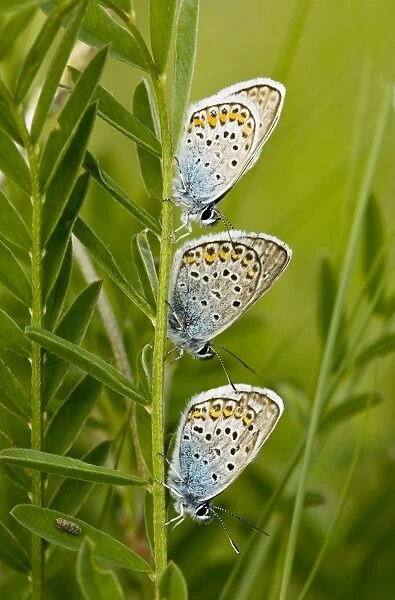 Three Silver-studded Blue Butterflies - roosting at dusk