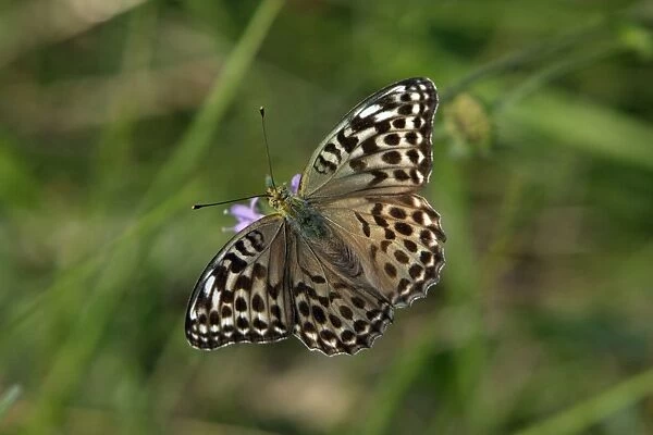 Silver-washed Fritillary Butterfly- Darker coloured variety, feeding on flower, Hessen, Germany