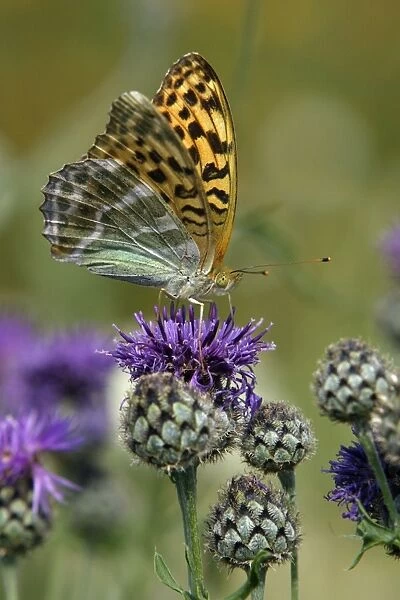 Silver-washed Fritillary Butterfly- feeding on Greater Knapweed flower, Hessen, Germany
