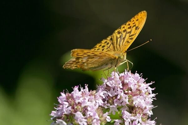 Silver-Washed Fritillary - Sitting on a pink flower gathering nectar - Baden-Wuerttemberg, Germany