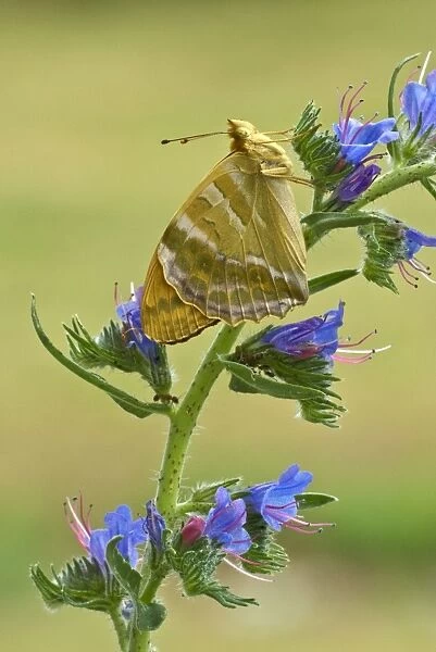 Silver-washed fritillary Underside, resting on vipers bugloss Aggtelek National Park Hungary