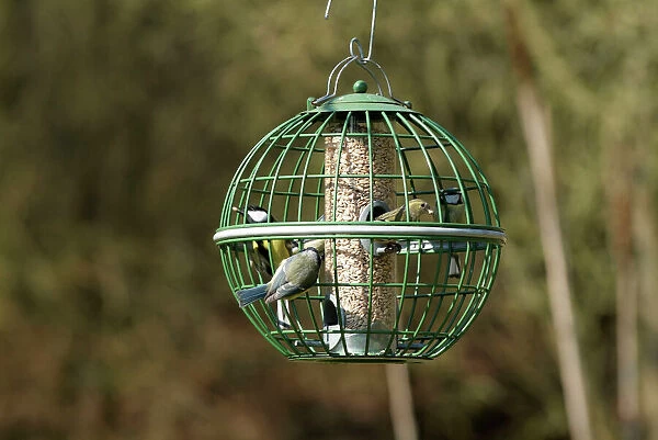 Siskin & Tits on squirrel proof globe bird feeder
