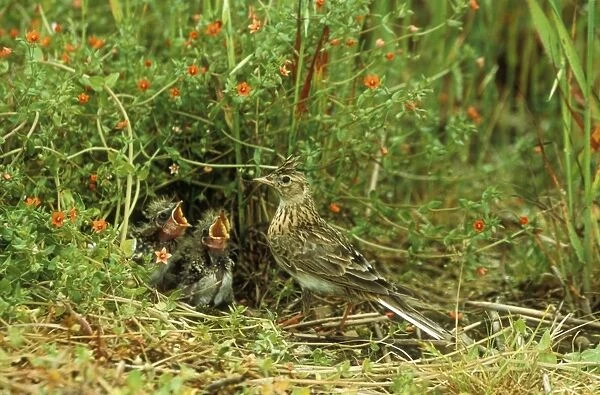 Skylark At nest with young