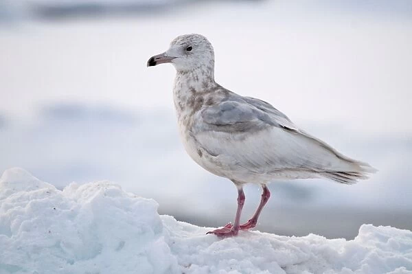 Slaty-backed Gull - second winter bird standing on sea ice - Hokkaido Island - Japan