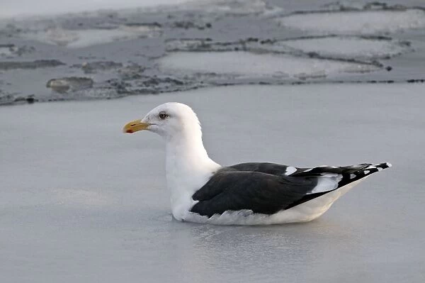 Slaty-backed Gull - swimming amongst sea ice - Hokkaido Island - Japan