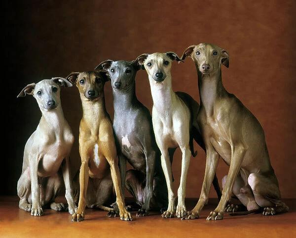 Small Italian Greyhounds Five sitting down together