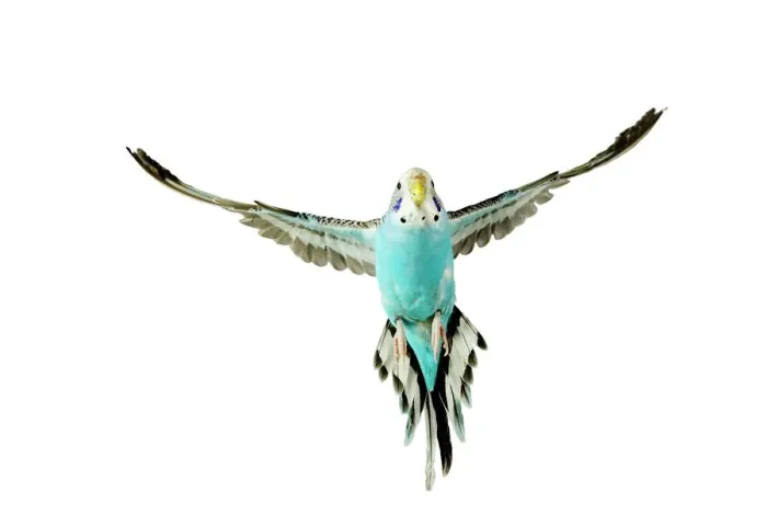 Framed Print : Budgerigar in Flight Print Framed Print : Budgerigar in Flight Print