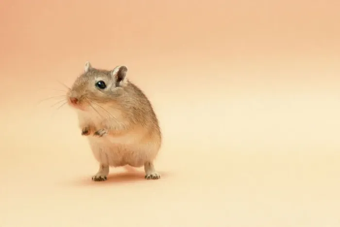 Framed Print : Gerbil JD-5683 Standing Print Framed Print : Gerbil JD-5683 Standing Print