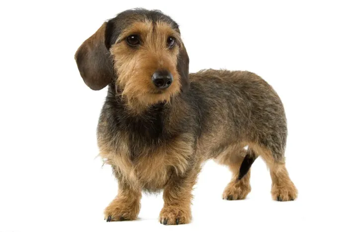 Framed Print : Smooth-haired Dachshund LA-3280 Wire-haired Dachshund Print Framed Print : Smooth-haired Dachshund LA-3280 Wire-haired Dachshund Print