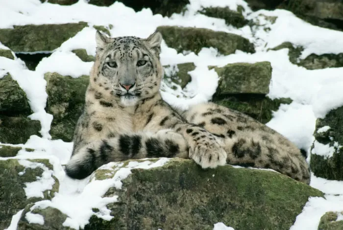 Framed Print : Snow Leopard Print - Uncia uncia Framed Print : Snow Leopard Print - Uncia uncia