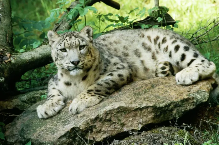 Framed Print : Snow Leopard Print (WAT-4569) Framed Print : Snow Leopard Print (WAT-4569)