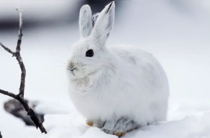 Framed Print : Snowshoe Hare Print - Lepus americanus in Snow Framed Print : Snowshoe Hare Print - Lepus americanus in Snow