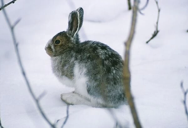 Snowshoe Hare  /  Varying Hare - in snow changing pelage