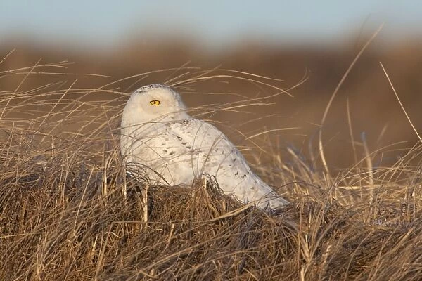 Snowy Owl - Salsbury Beach MA - USA - February