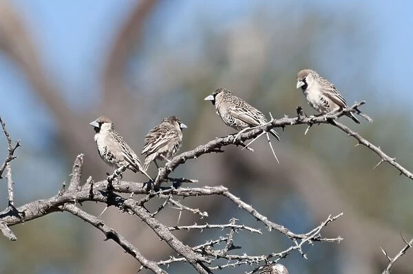 Social  /  Sociable Weavers - four sitting on dead branch - Etosha National Park - Namibia