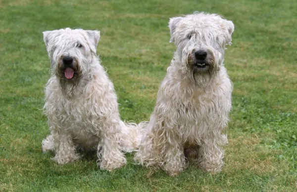 Soft Coated Wheaten Terrier - two sitting