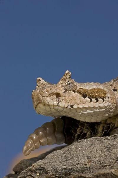 Sonoran Desert Sidewinder  /  Horned Rattlesnake - Arizona - USA - Distribution: southwestern United States and northwestern Mexico