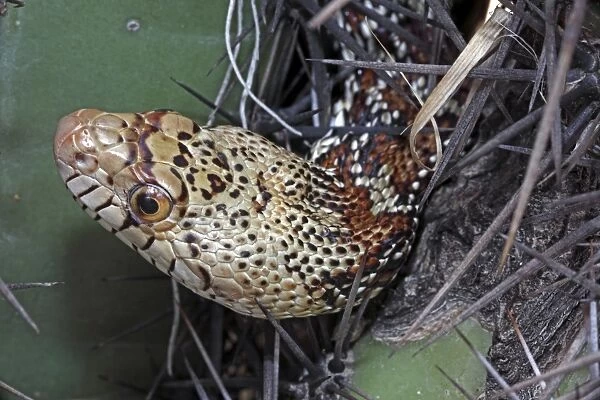 Sonoran Gopher Snake Head - on cactus - Arizona - USA - Distribution: southward from southern Colorado through most of Arizona - New Mexico and western Texas into Mexico