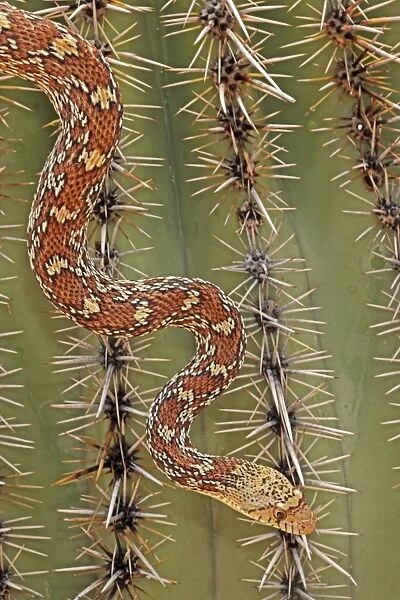 Sonoran Gopher Snake Head - crawling on Saguaro Cactus - Arizona - USA - Distribution: southward from southern Colorado through most of Arizona - New Mexico and western Texas into Mexico
