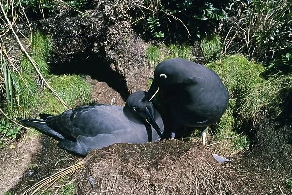 Sooty albatross - pair at nest