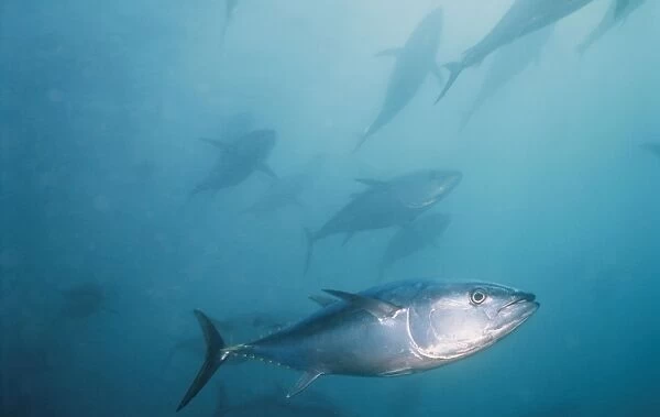 Soutern Bluefin Tuna VT 6972 South Australia Thunnus maccoyii © Ron & Valerie Taylor  /  ARDEA LONDON