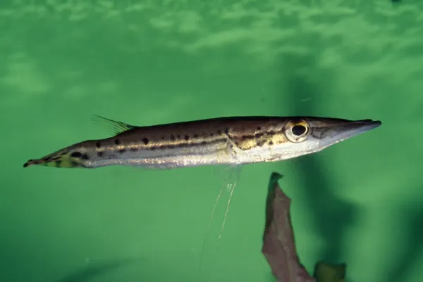 South American Pike Charcin Amazon river, Brazil