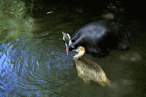 Southern Cassowary (Casuarius casuarius) and chick, bathing. An endangered species due to loss of habitat. Tropical rainforest, North Queensland, Australia, Australia, New Guinea JPF33852