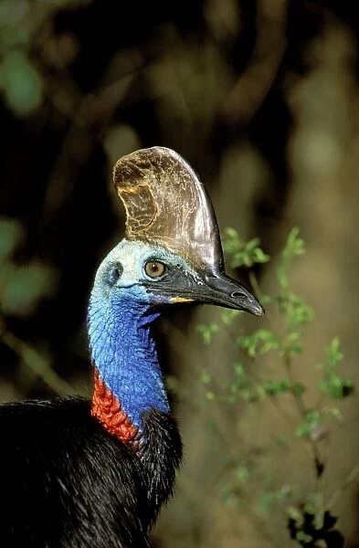Southern Cassowary - Male in tropical rainforest - North Queensland - Australia - New Guinea JPF33843