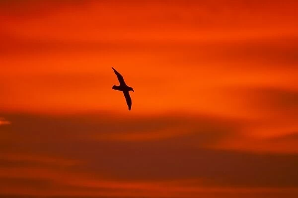 Southern Giant Petrel - In flight at sunset Falklands Islands BI007341